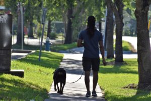 dog, dog walking, male